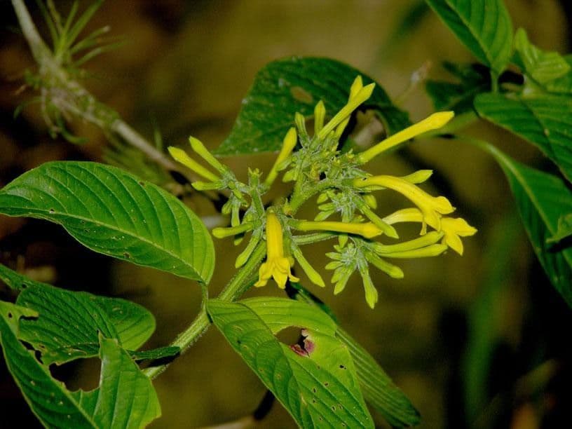 Hamelia 11