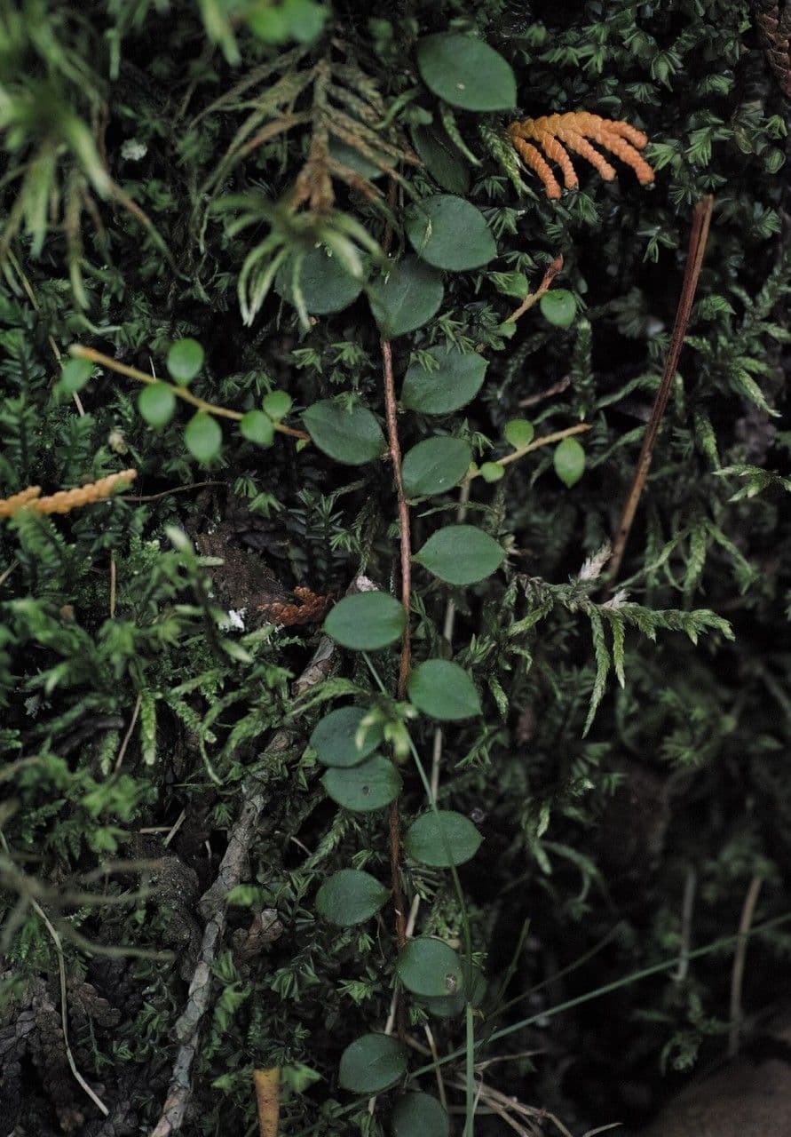 Gaultheria 10