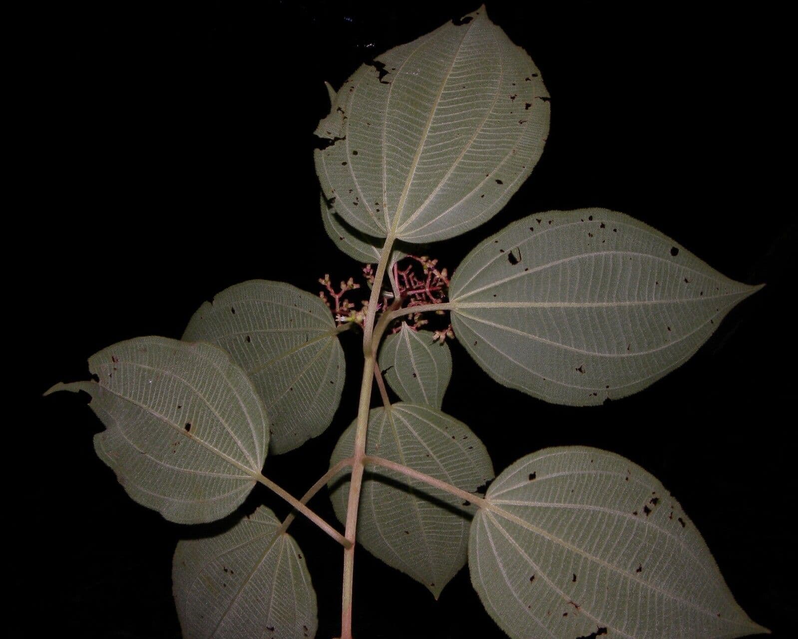 Miconia 4