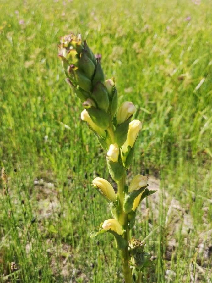 Pedicularis sceptrum-carolinum 4