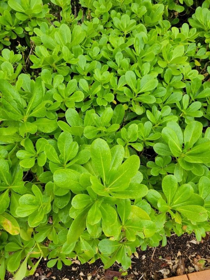 Scaevola 19