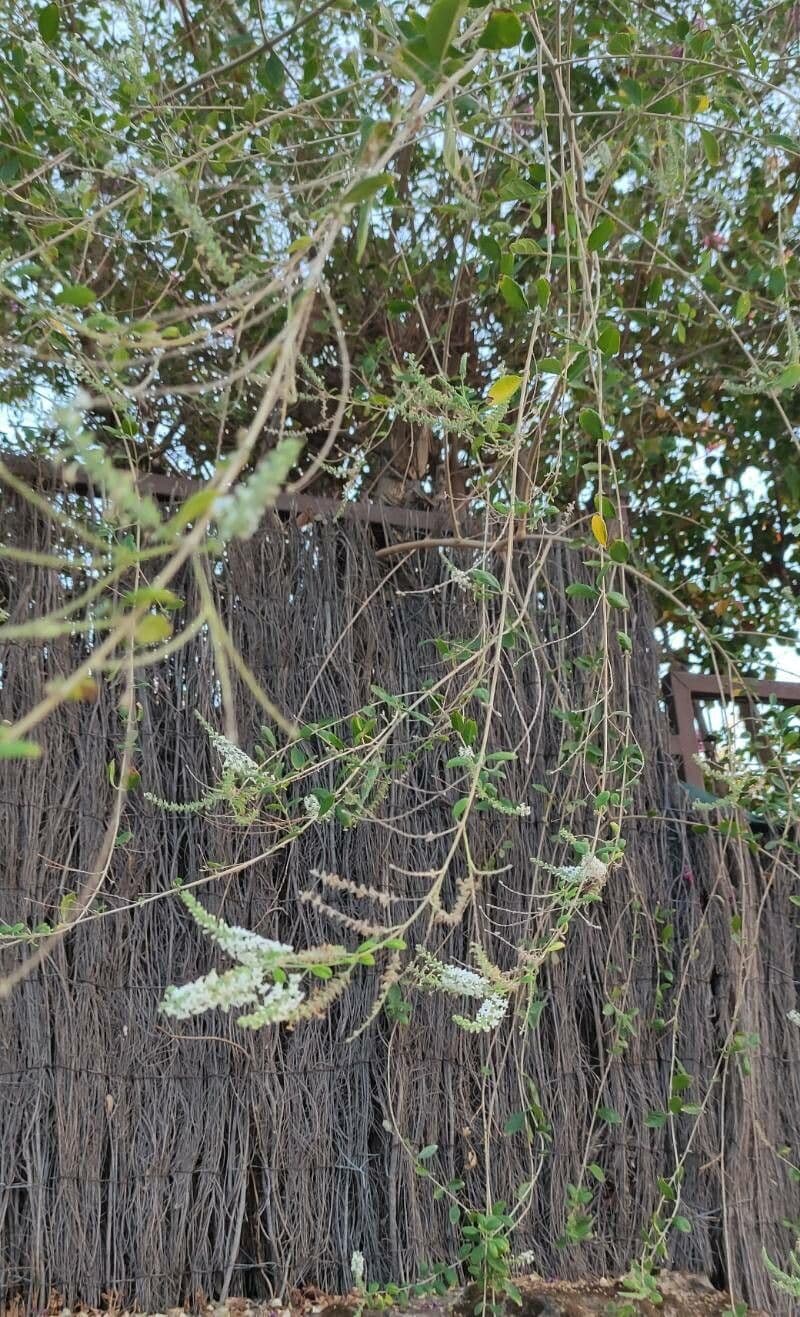 Buddleja asiática 8