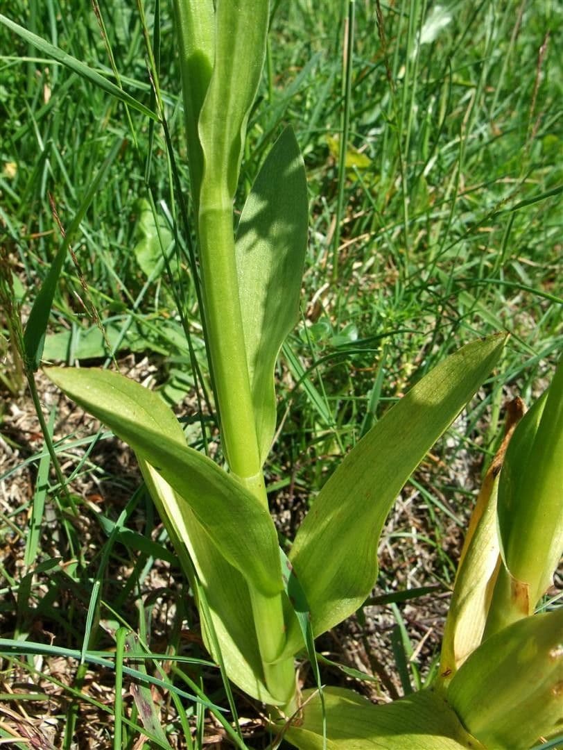 Orchidea sambucina 24