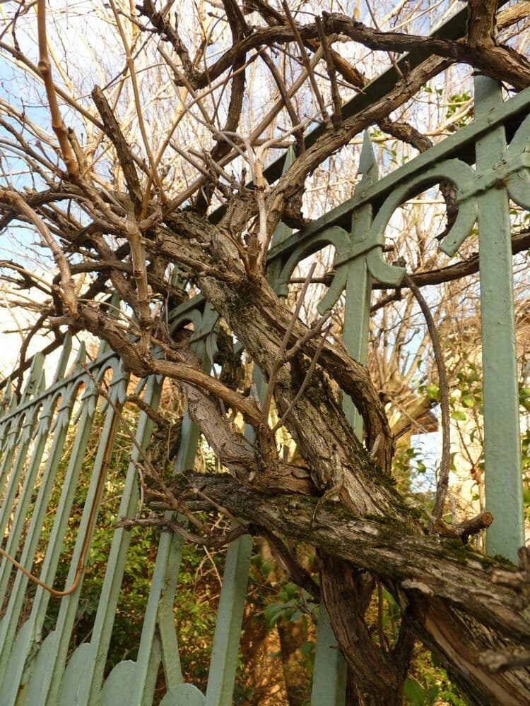 Trompeta de Virginia 15