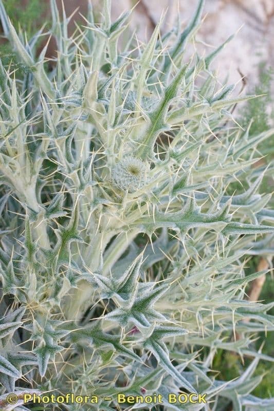 Cirsium 16