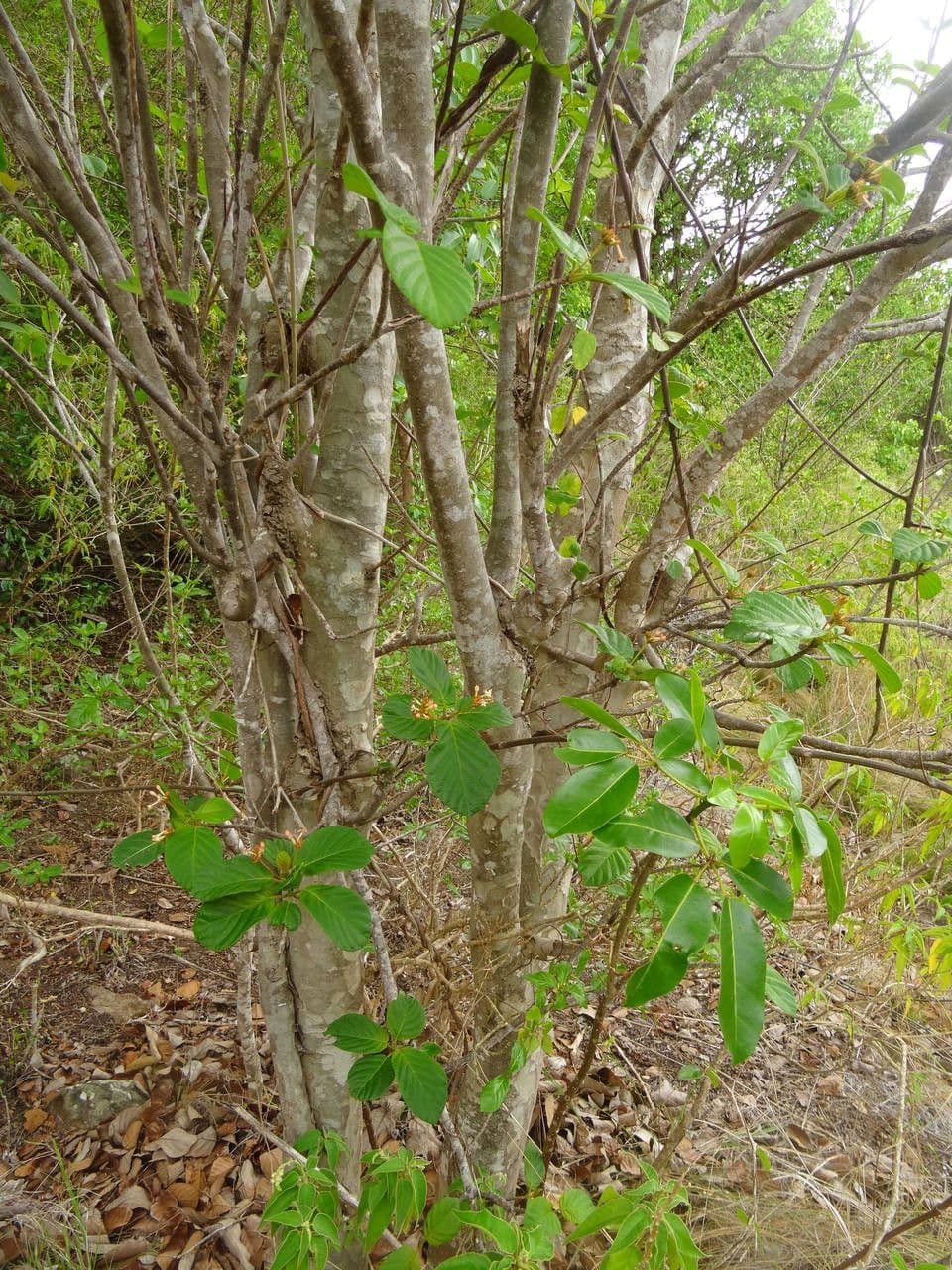 Guettarda scabra 14