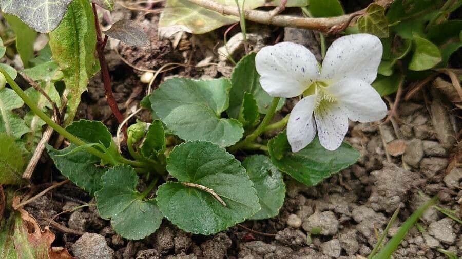 Viola americana 6
