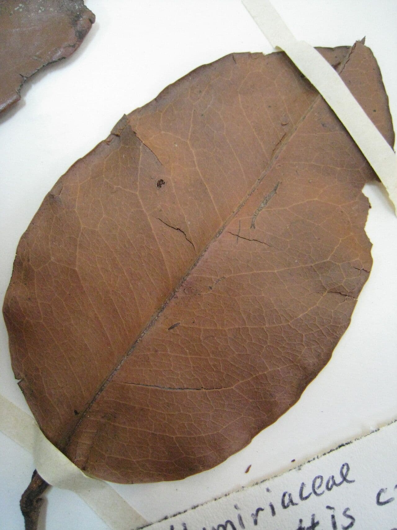Sacoglottis guayanský 8