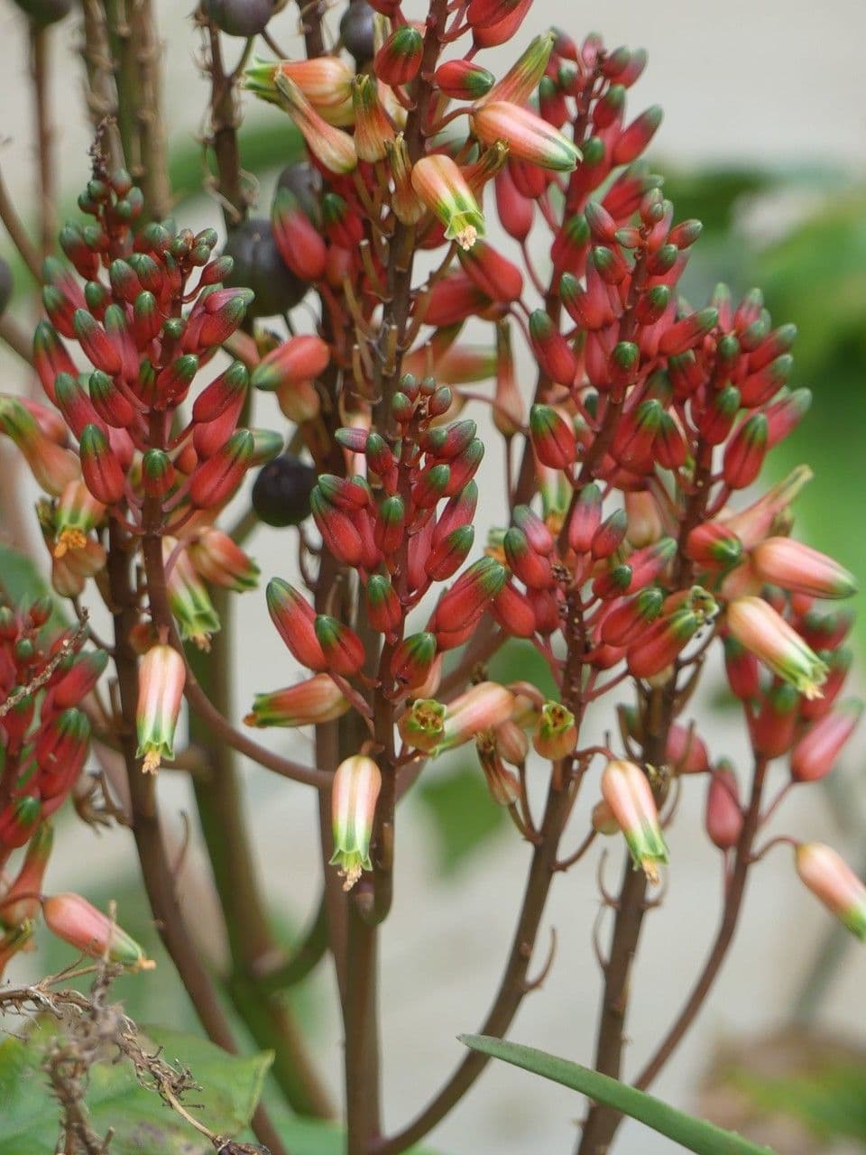 Aloe 8