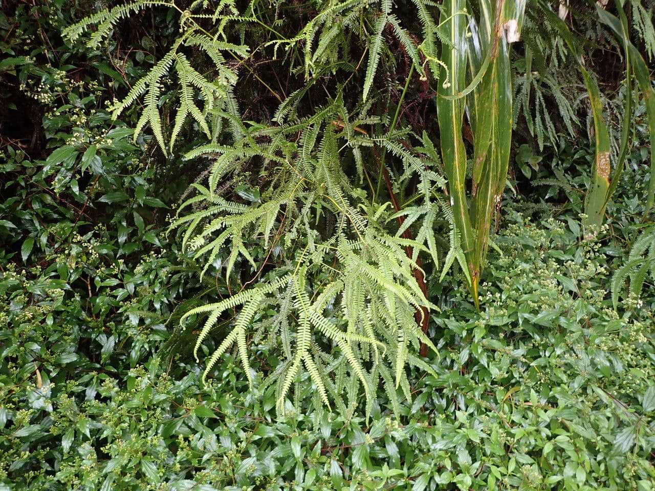 Sticherus 6