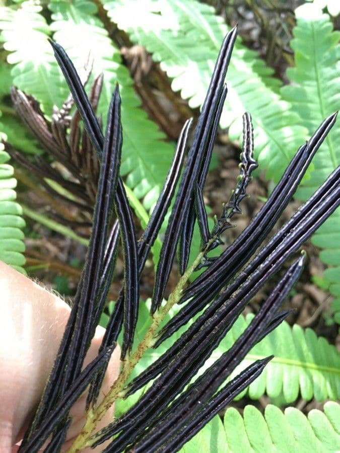 Onoclea orientale