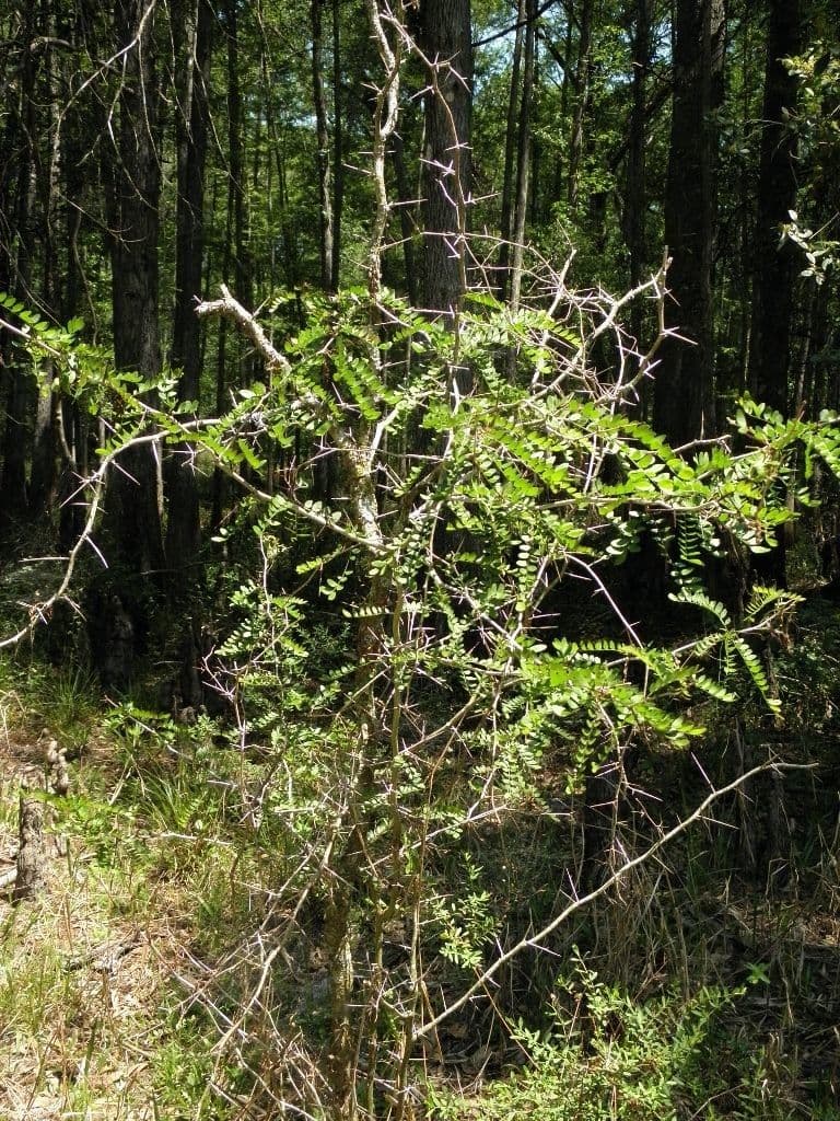 Gleditsia 3
