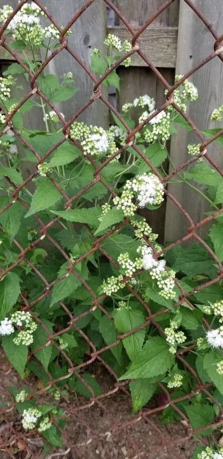 Ageratina aromatica 7
