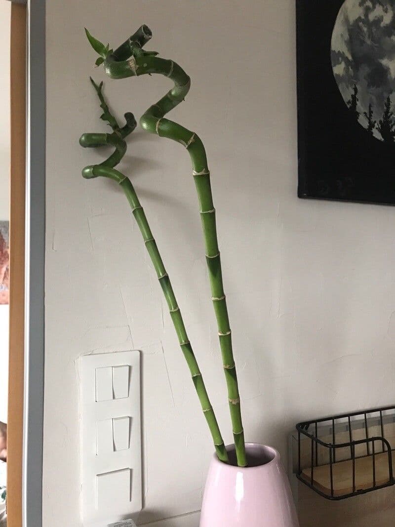 Dracena 17