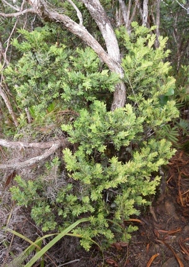 Falcatifolium 6