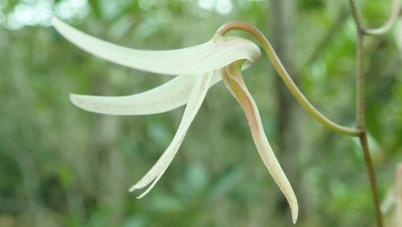 Dendrobium 6