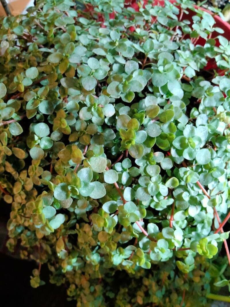 Pilea 11