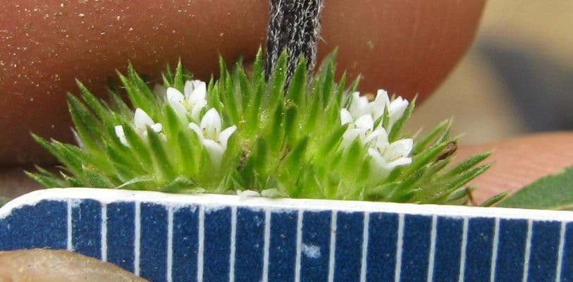 Mitracarpus hirtus 21