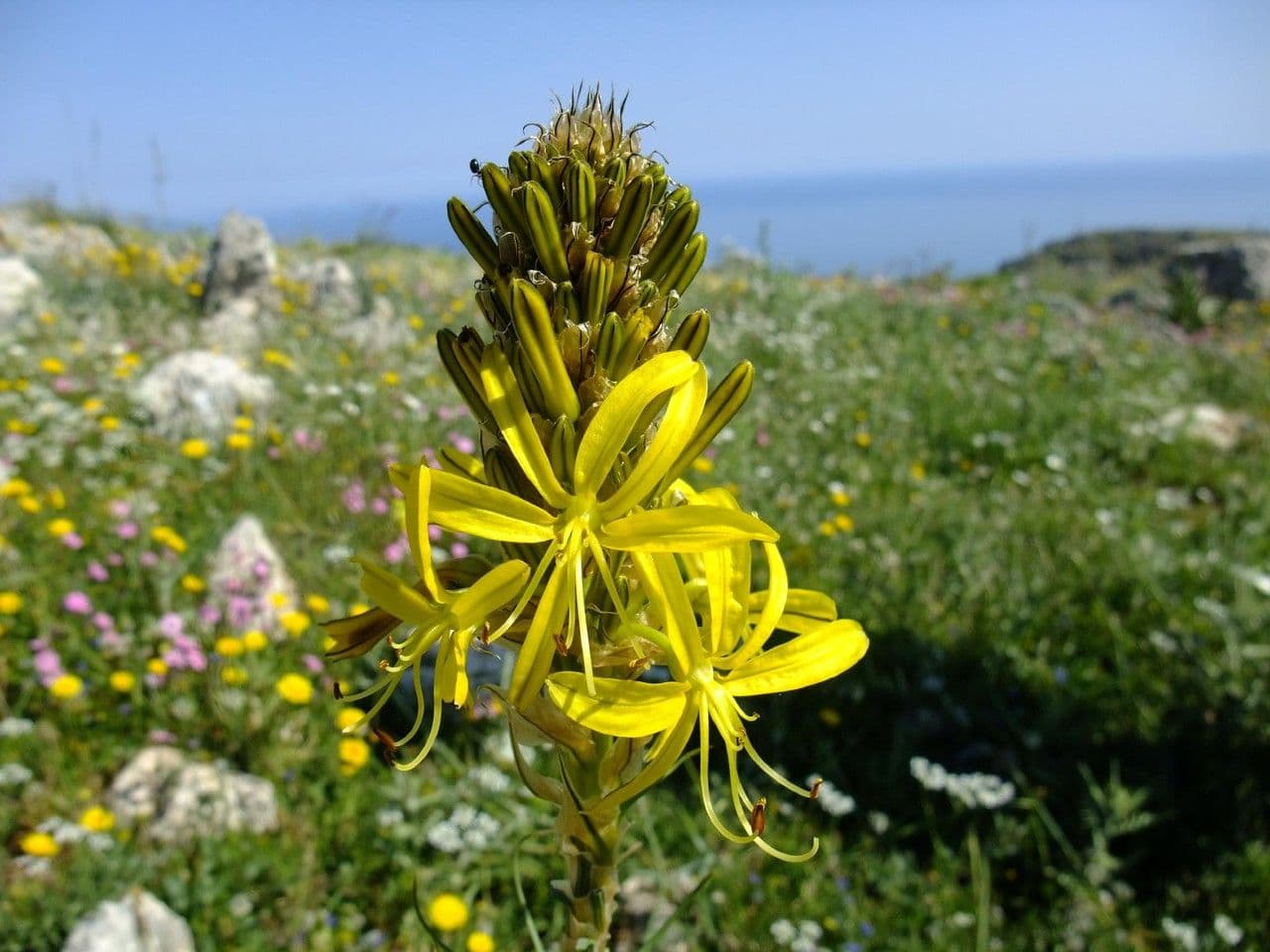 Königsspeer 6