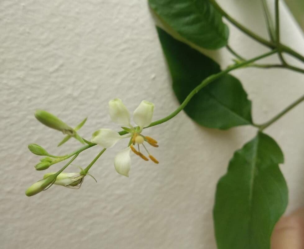 Fiore ragno spinoso 4