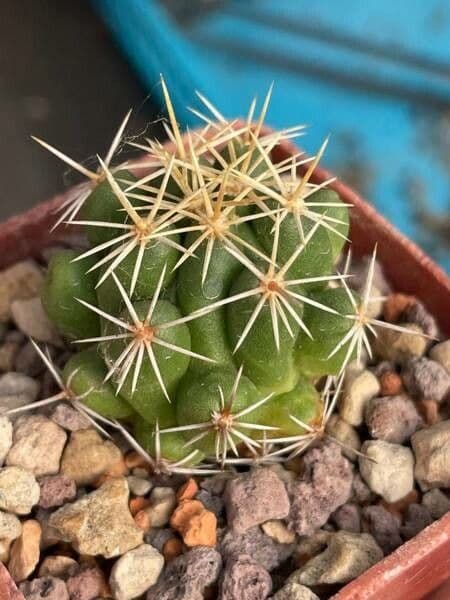Thelocactus