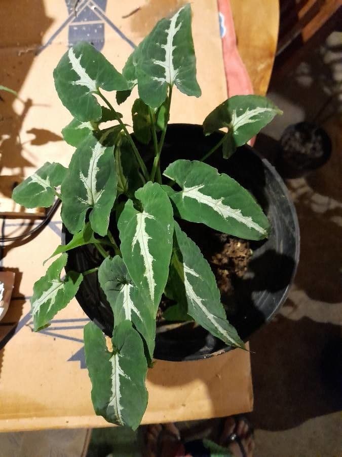 Wendlands Syngonium
