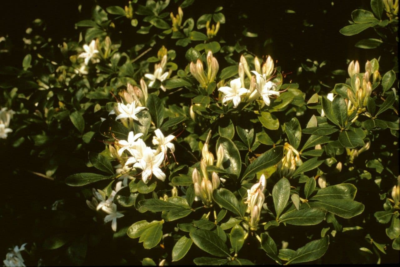 Azalea dolce 10