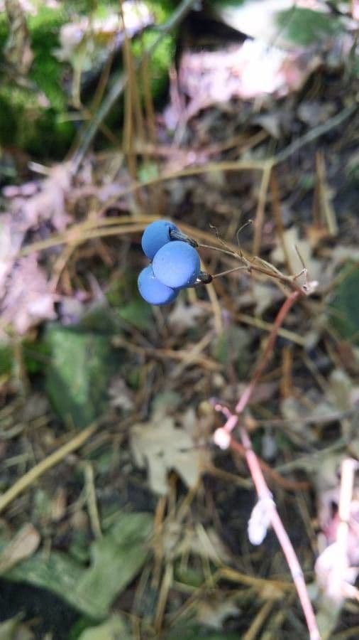Clintonia boreale