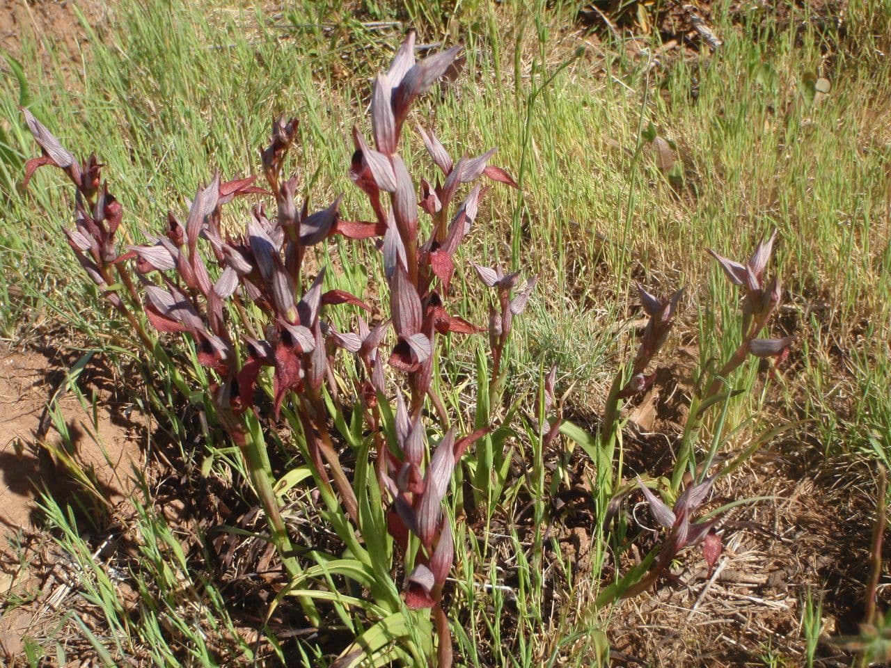 Serapias cordigero 12
