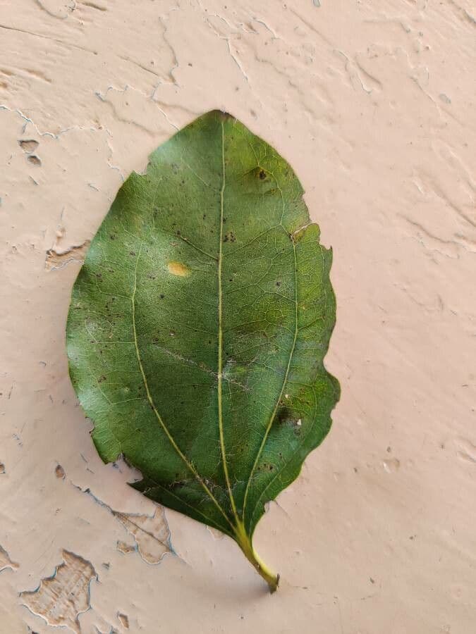 Strychninetree 10