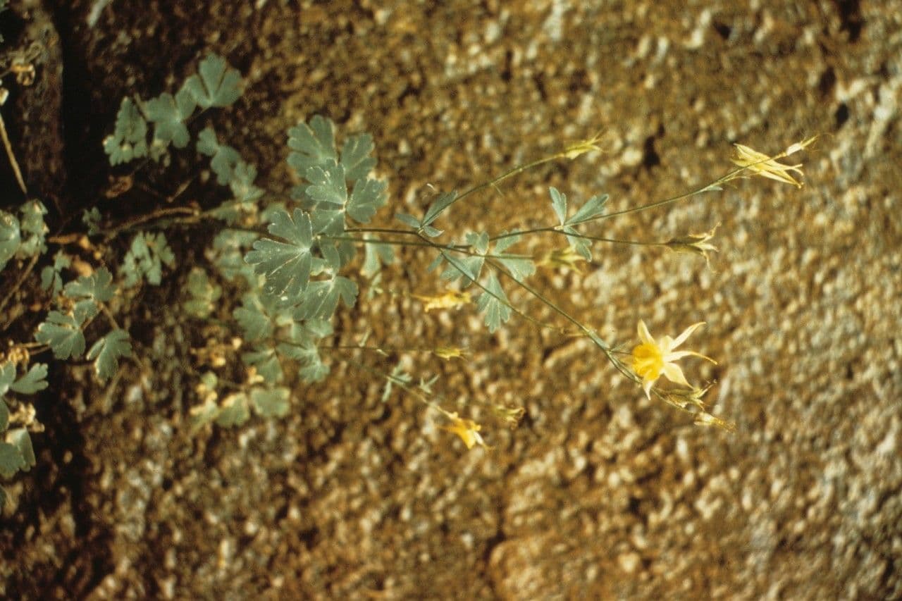 Akelei 5