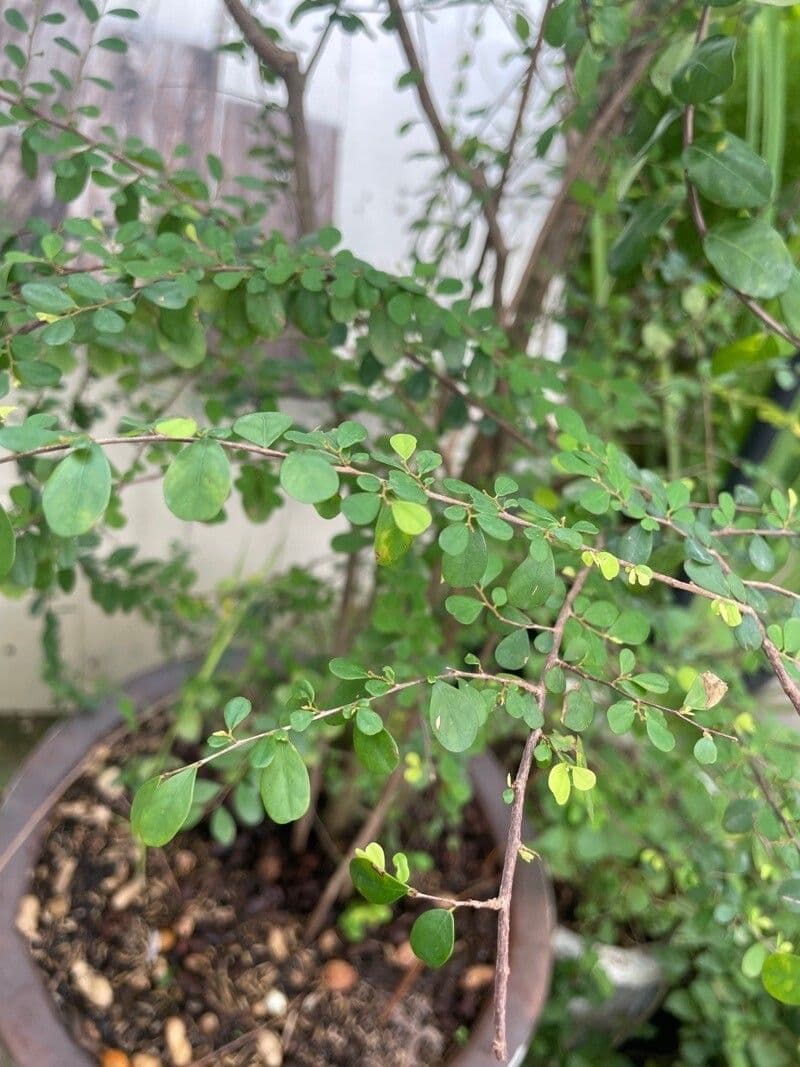 Fluggea spinosa 4