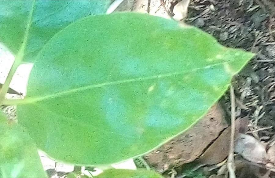 Erythrina 18