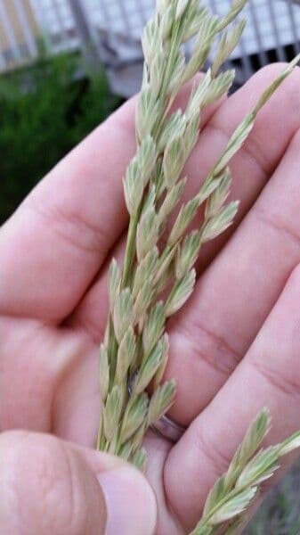 Avena marittima 6