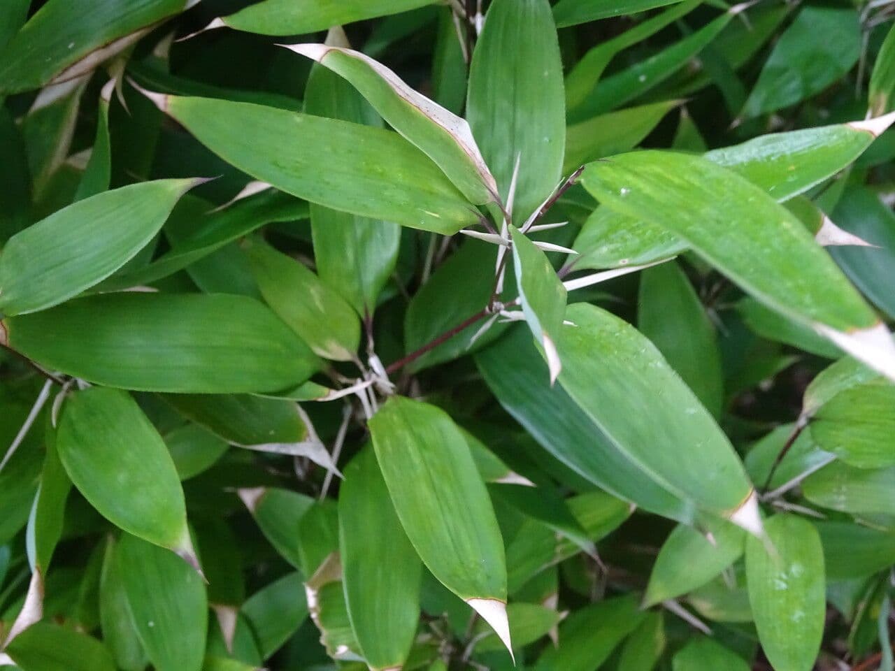 Bambù