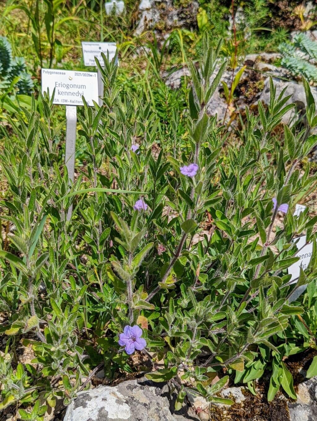Ruellia 12