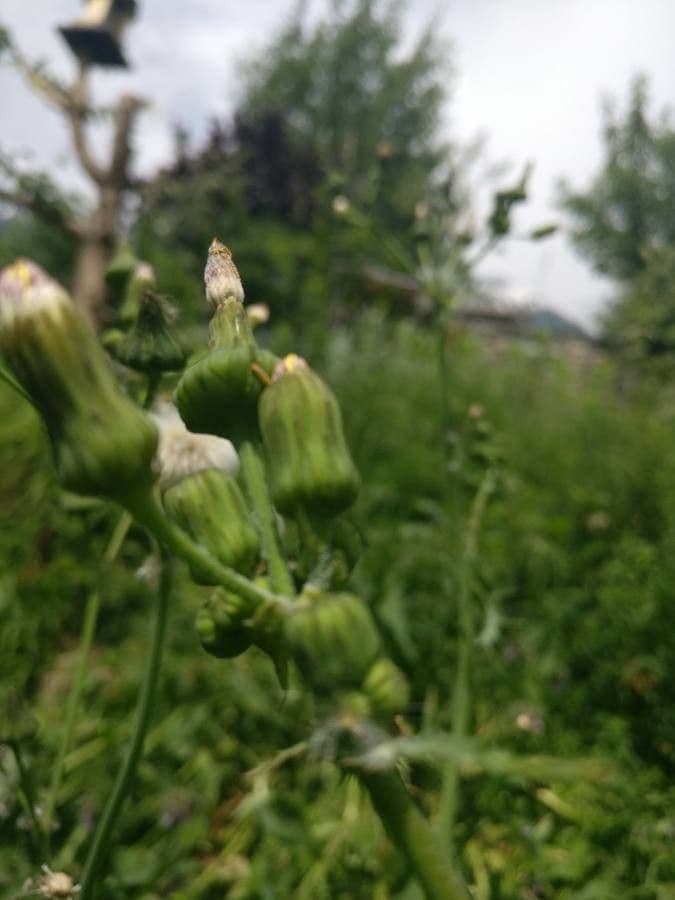 Crespigno ruvido 4