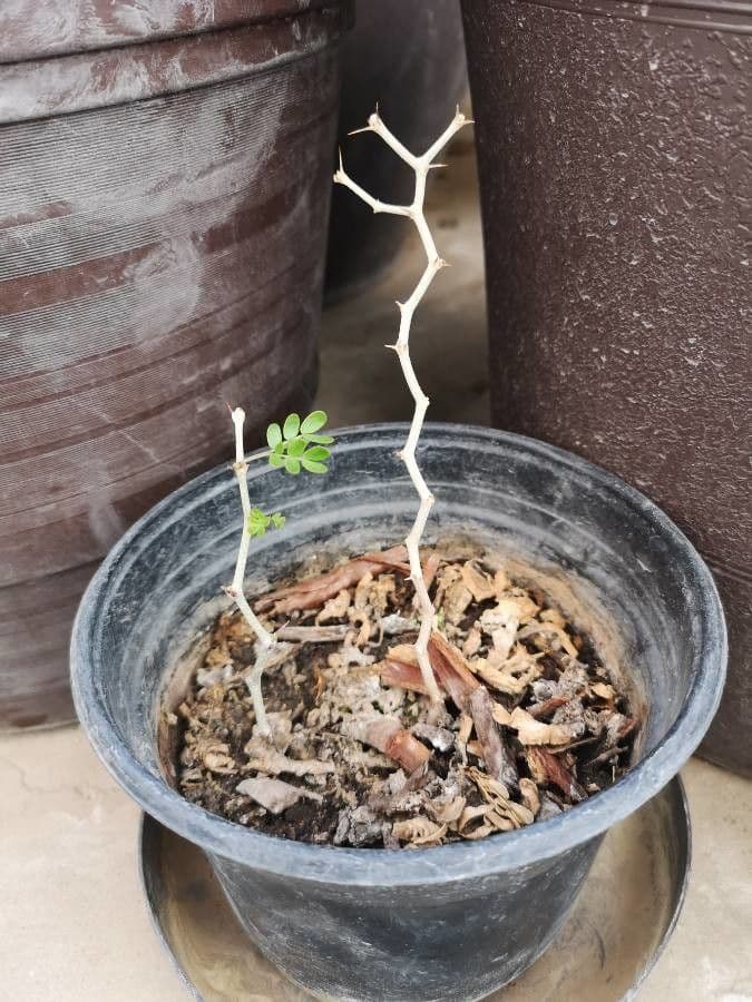 Ebenopsis 4