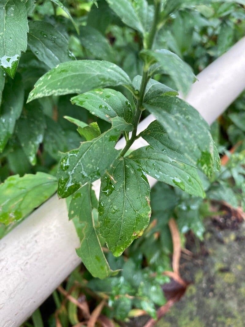 Aster ageratoides 15
