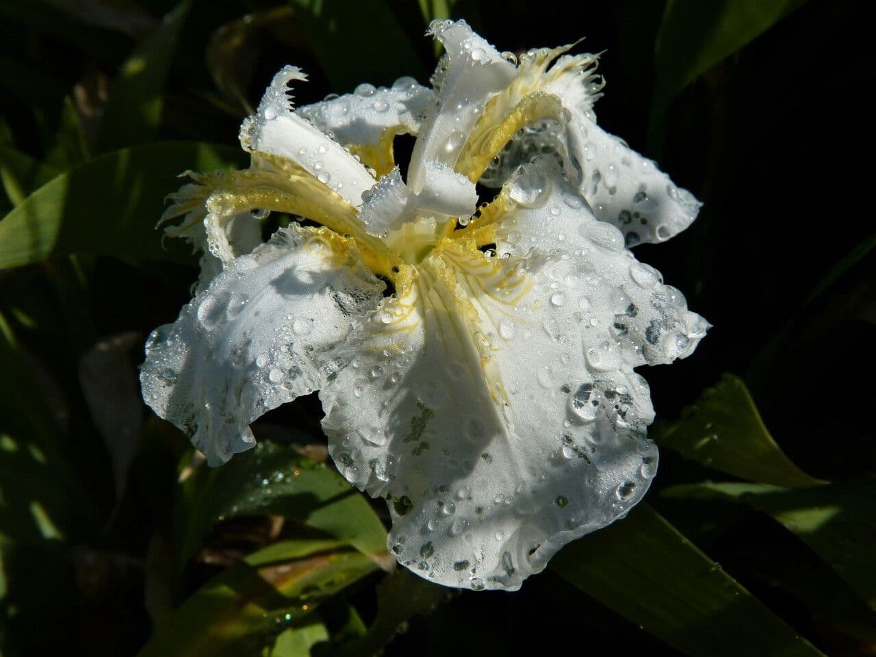 Iris dei tetti 2