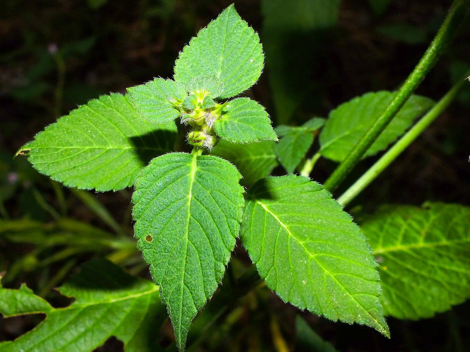 Canapa selvatica pubescente 15