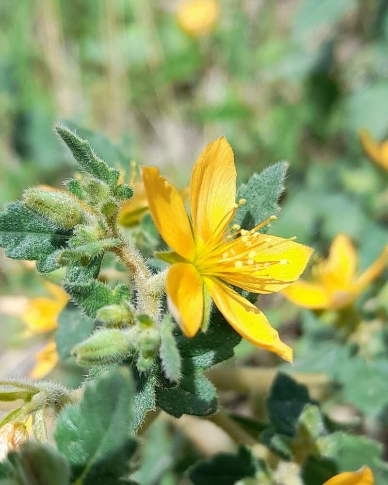 Mentzelia 2