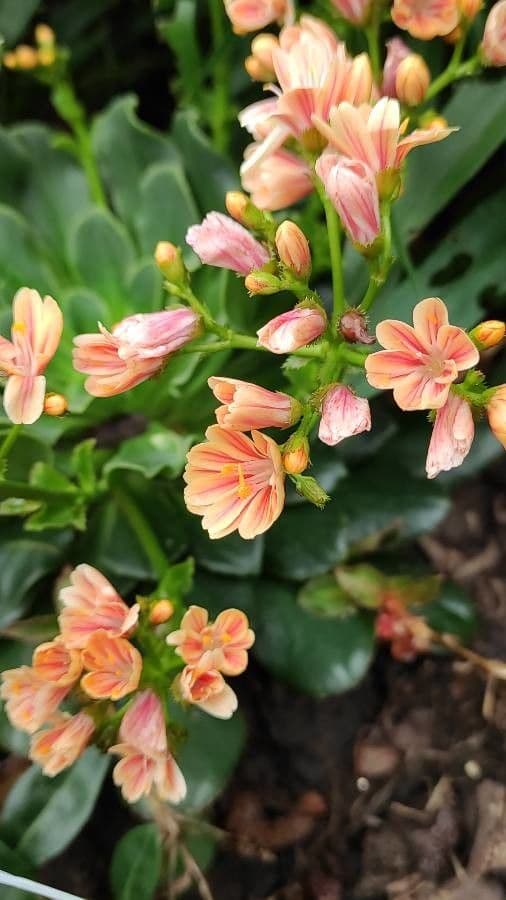Lewisia cotyledon