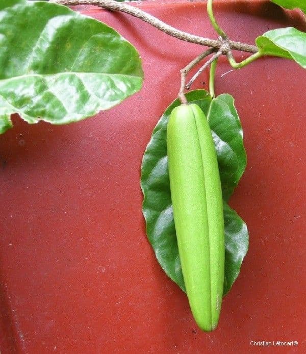 Artia