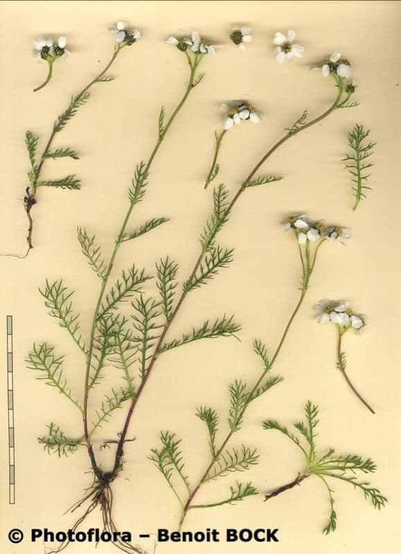 Achillea atrata 18