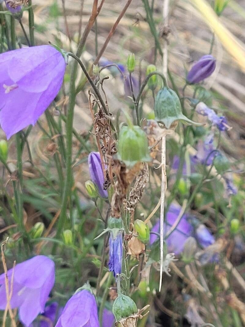Rundblättrige Glockenblume