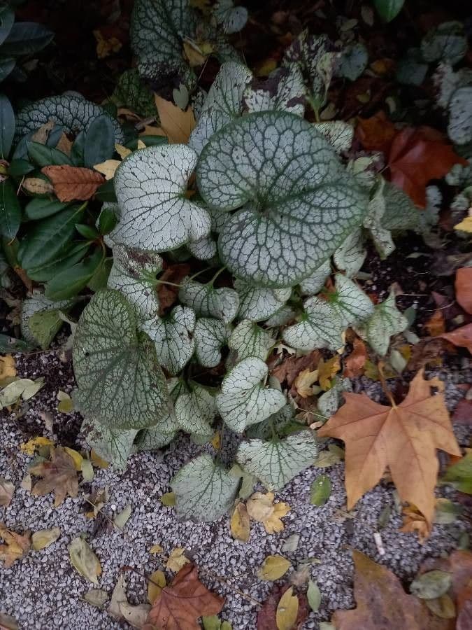 Brunnera macrophylla 13
