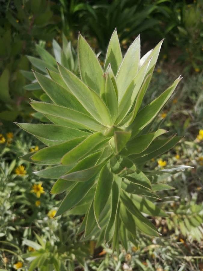 Leucadendron 10