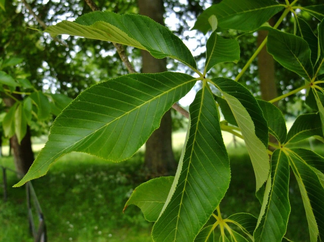 Ippocastano giallo 20