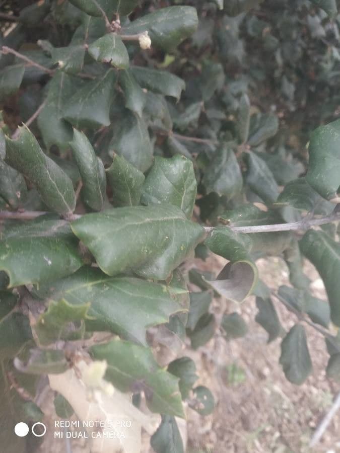 Quercia spinosa 2